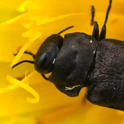 Réf. 260 237 : Anthaxia sp.